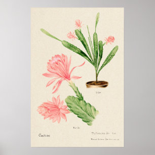 Poster Cactus à fleurs roses Art botanique