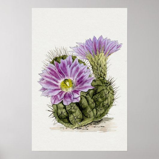 Poster Cactus à fleurs violettes (Devant)