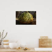 Poster Cactus à la lumière du matin (Cuisine)