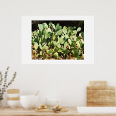 Poster Cactus à poires (Cuisine)