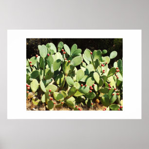 Poster Cactus à poires