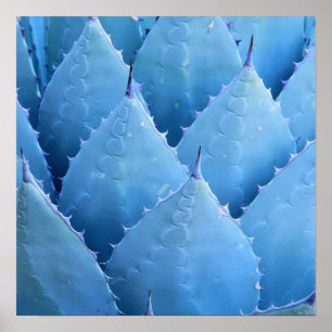 Poster Cactus bleu