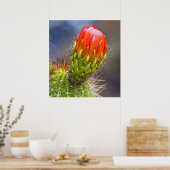 Poster Cactus Bloom (Cuisine)