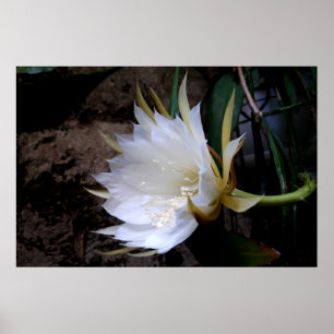 Poster Cactus Bloom