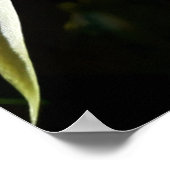 Poster Cactus Bloom (Coin)