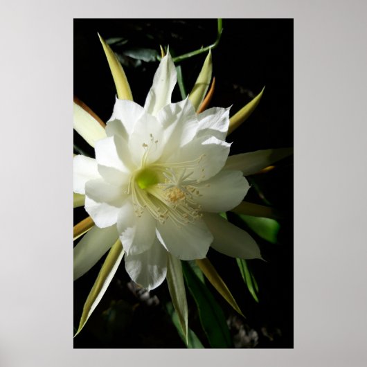 Poster Cactus Bloom (Devant)