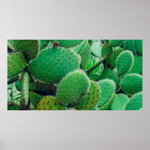 Poster Cactus, cactus de poires épineuses, épines de cact