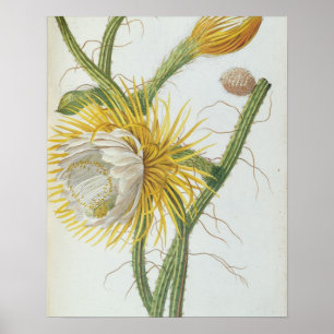 Poster Cactus : Cereus, de 'Plantae Selectae' de Trew 175