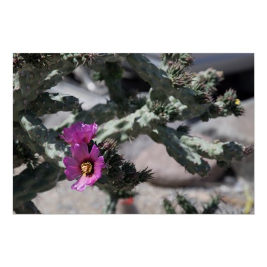 Poster Cactus Challa en fleurs (Devant)