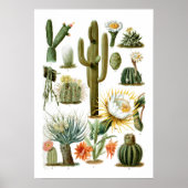 Poster  Cactus Chart (Voorkant)