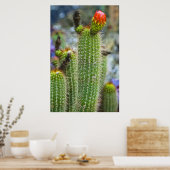 Poster Cactus couleur (Cuisine)
