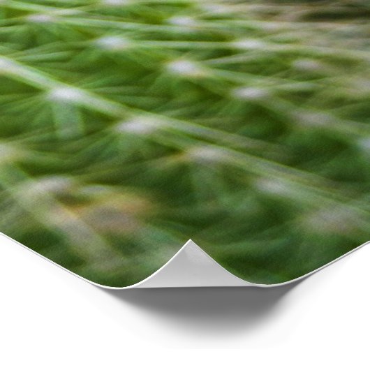 Poster Cactus couleur (Coin)