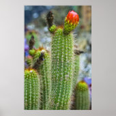 Poster Cactus couleur (Devant)
