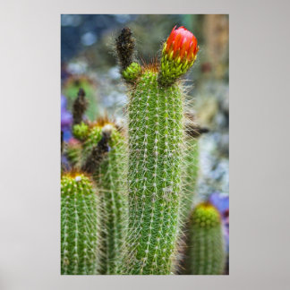 Poster Cactus couleur