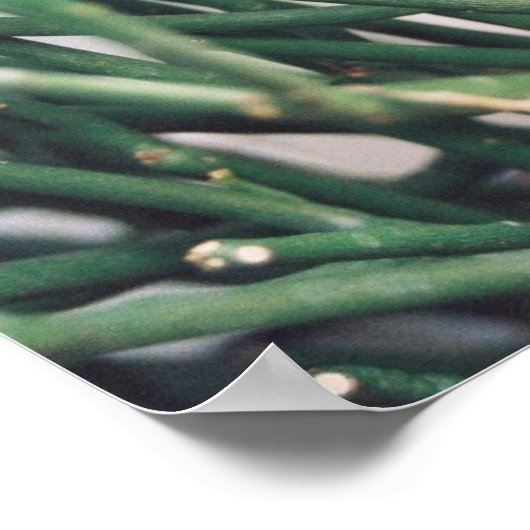 Poster Cactus crayon - Customisé (Coin)