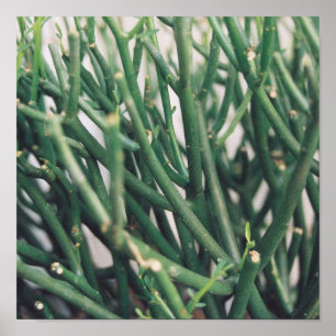 Poster Cactus crayon - Customisé