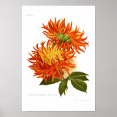 Poster Cactus Dahlia (Devant)