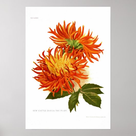 Poster Cactus Dahlia (Devant)
