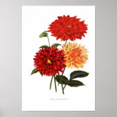 Poster Cactus Dahlias (Devant)