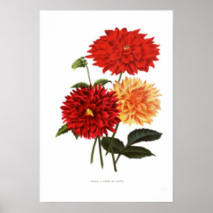 Poster Cactus Dahlias