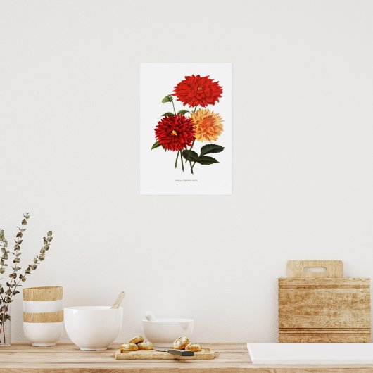Poster Cactus Dahlias (Cuisine)