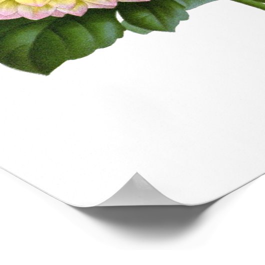 Poster Cactus Dahlias (Coin)