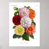 Poster Cactus Dahlias (Devant)