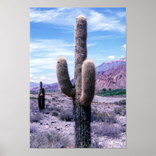 Poster Cactus dans la province de Jujuy - Nord de l'Argen