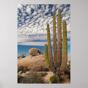 Poster Cactus dans un paysage désertique