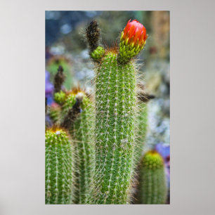 Poster Cactus de couleur