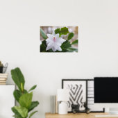 Poster Cactus de Noël blanc Schlumbergera CC0039 Fleur (Bureau à domicile)