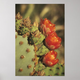 Poster Cactus de poire en fleurs, Arizona-Sonora 2