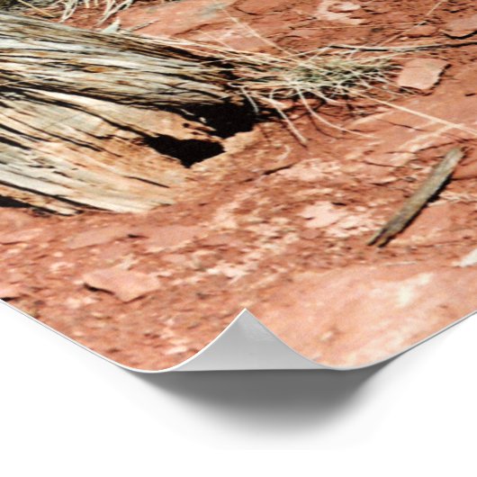 Poster Cactus du désert (Coin)