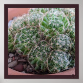 Poster Cactus du désert (Devant)