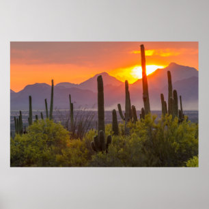 Poster Cactus du désert au coucher du soleil, Arizona