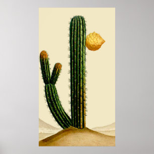 Poster Cactus Du Désert En Fleur