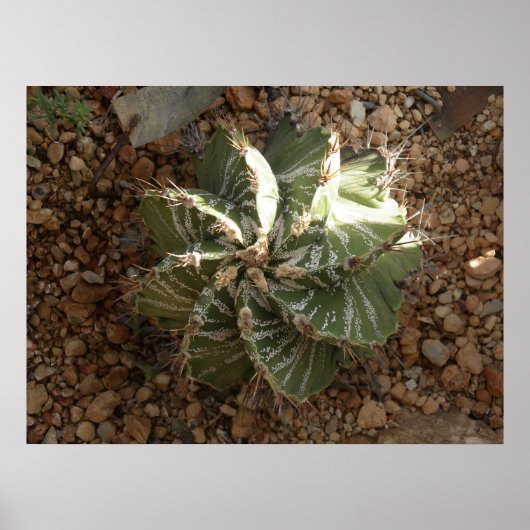 Poster cactus en spirale (Devant)