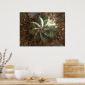 Poster cactus en spirale (Cuisine)