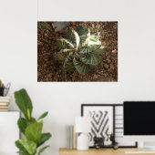 Poster cactus en spirale (Bureau à domicile)