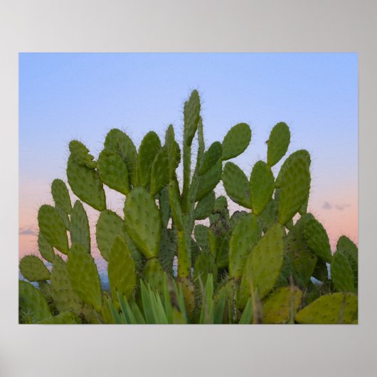 Poster Cactus et sisal en forêt sèche (Devant)