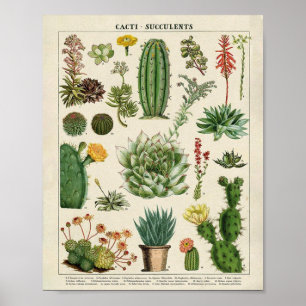 Poster Cactus et succulents