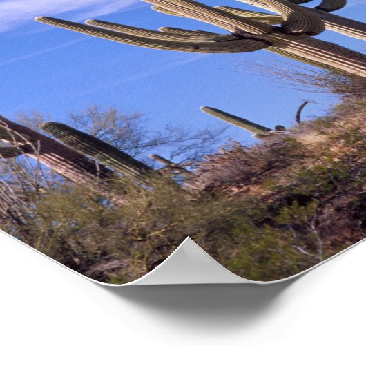 Poster Cactus géant multiarmé Saguaro, Saguaro (Coin)