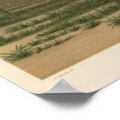 Poster Cactus grove, Arizona (Coin)