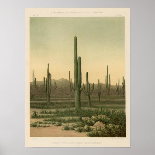 Poster Cactus grove, Arizona (Devant)