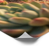 Poster Cactus Hérisson Fleur de Désert (Coin)