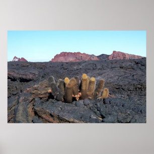 Poster Cactus Lava