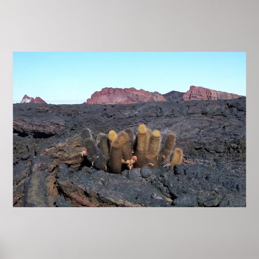 Poster Cactus Lava (Devant)