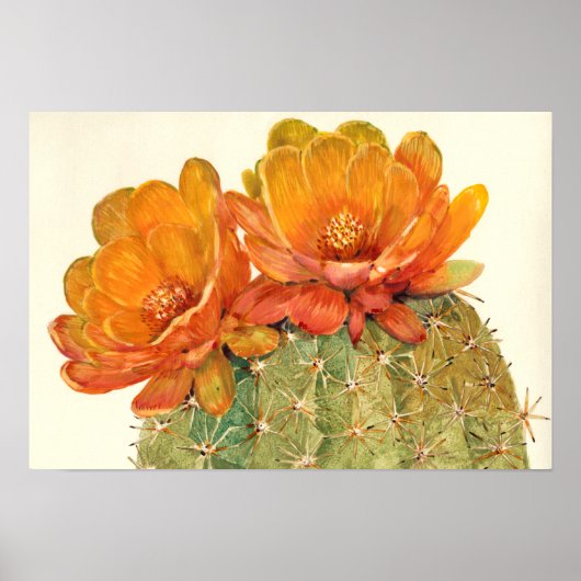 Poster Cactus Orange Blossoms (Devant)