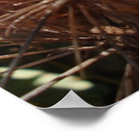 Poster Cactus os (Coin)