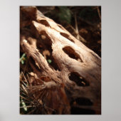 Poster Cactus os (Devant)